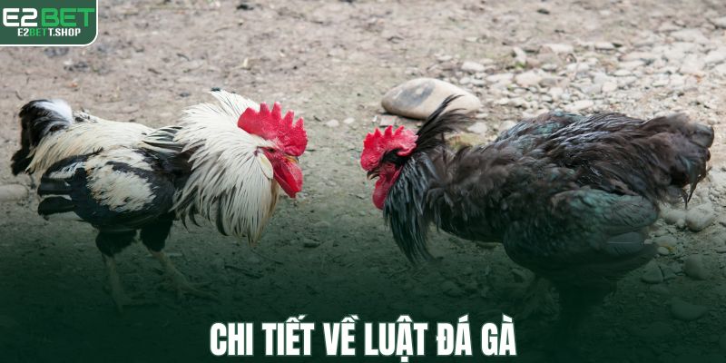 Chi tiết về luật đá gà