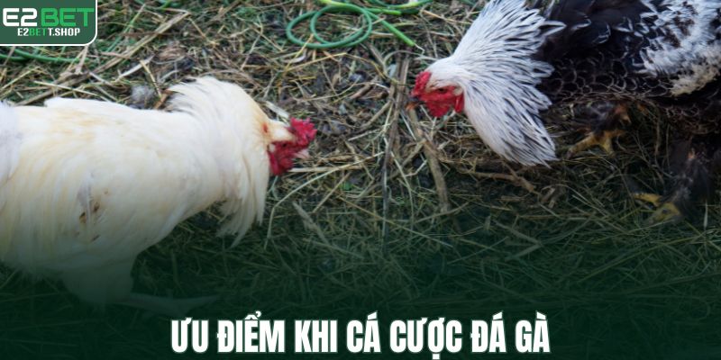 Ưu điểm khi cá cược đá gà